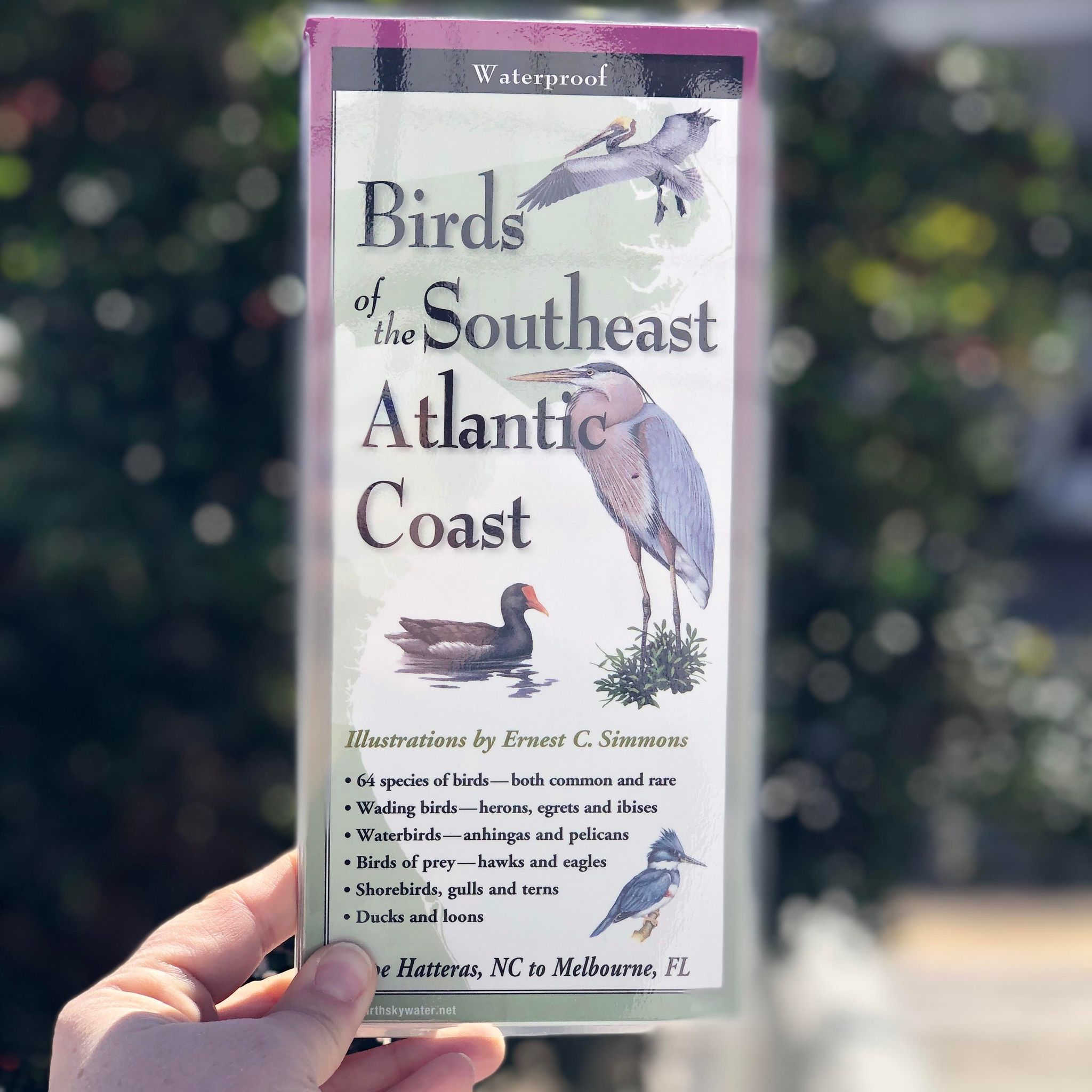 Birds of the Southeast Atlantic Coast – Turtle Central Gift Shop